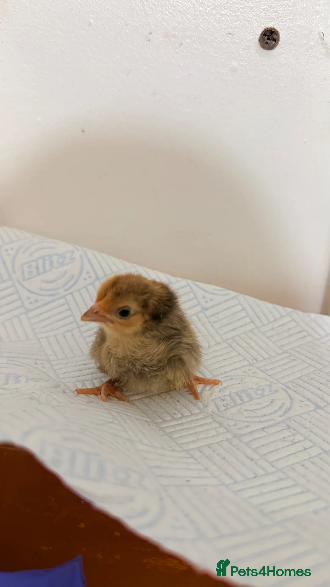 Chickens poultry for sale: Serama chicks  - Advert 5