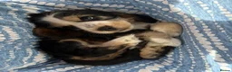 Cocker Spaniel dogs for sale: Ready Now RKC Reg DNA CLEAR Show Cocker Female in Fareham - Advert 39