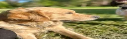 Golden Retriever dogs for stud: Handsome Golden boy for stud  - Advert 3