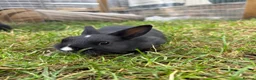 Netherland Dwarf rabbits for sale: Pure netherland dwarf babies - Advert 5