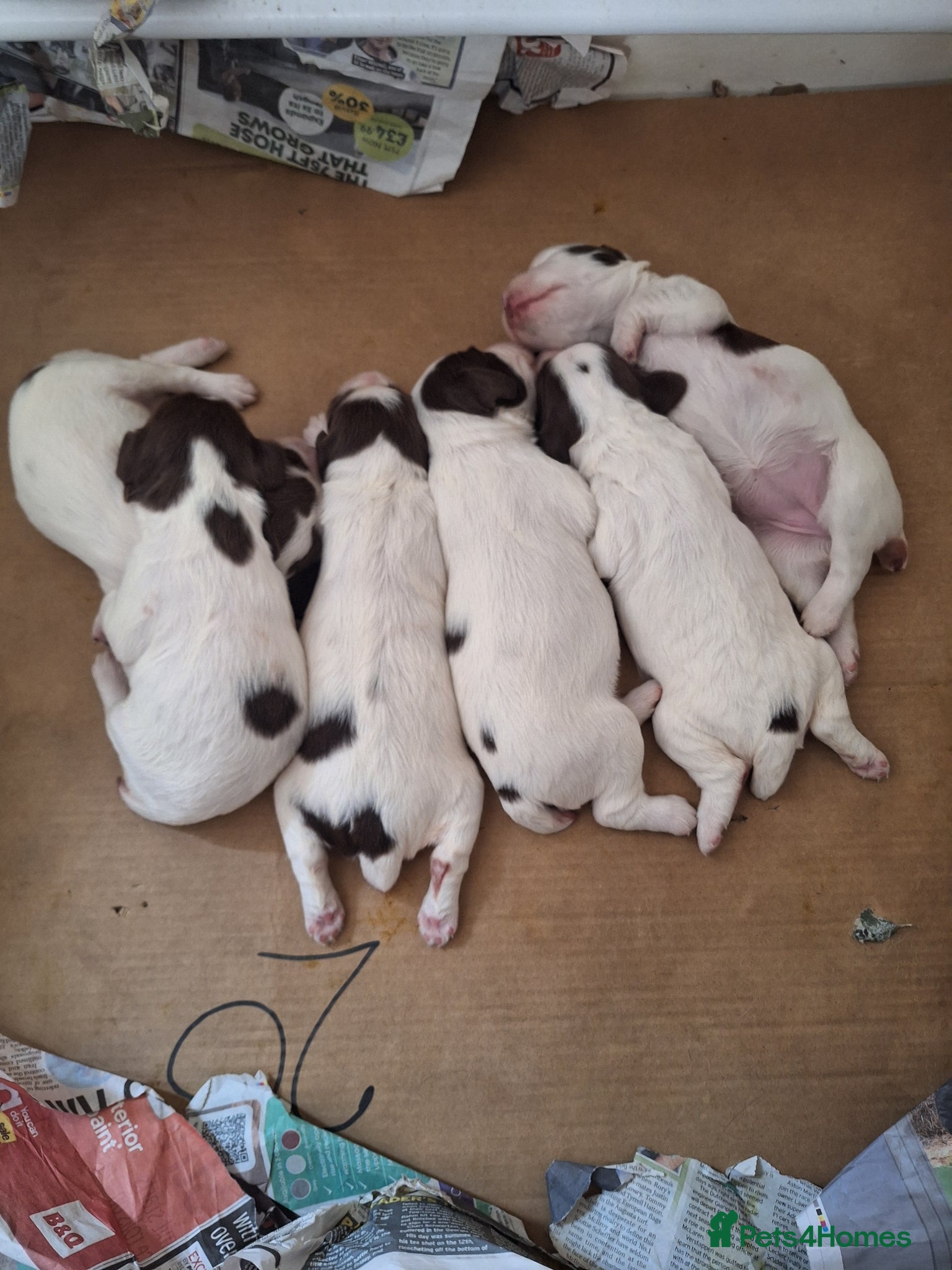 English Springer Spaniel dogs for sale: First class puppies - Advert 1