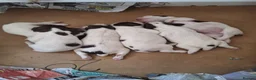 English Springer Spaniel dogs for sale: First class puppies - Advert 1