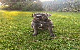 Cane Corso dogs for sale: Forever home for my beloved Stanley  - Image 3