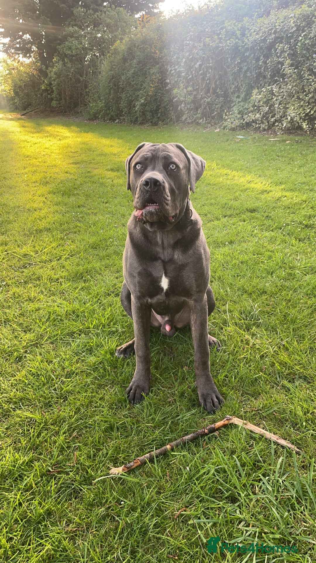 Cane Corso dogs for sale: Forever home for my beloved Stanley  - Image 3