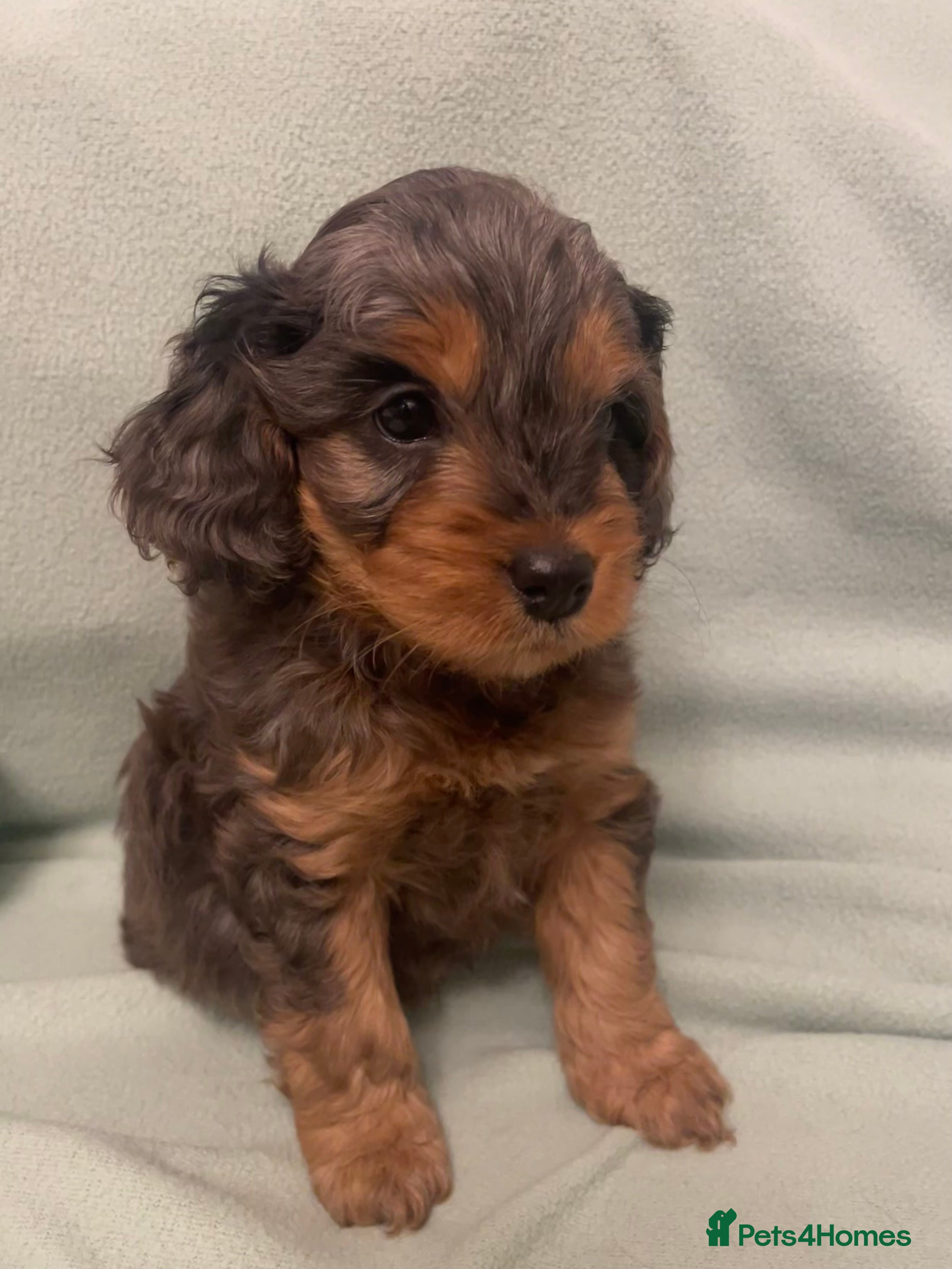 Cockapoo dogs 4 Toy cocker poos  - Advert 9