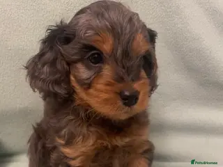 Cockapoo dogs 4 Toy cocker poos - Advert 9