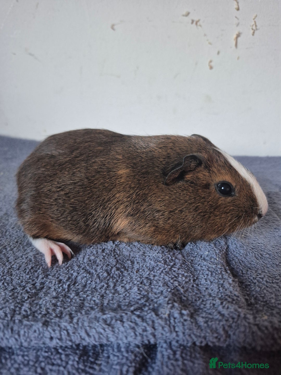 Guinea Pig rodents for sale: Pretty boars for sale x - Image 2