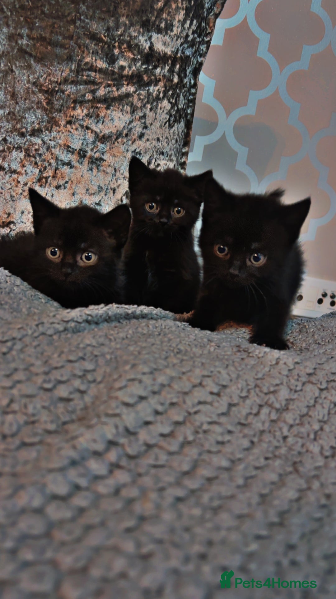 Mixed Breed cats for sale: British shorthair x kittens ready to leave mum!  - Image 6