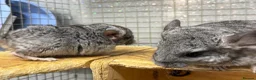 Chinchilla rodents for sale: 3 Male Chinchilla Kits - Advert 6