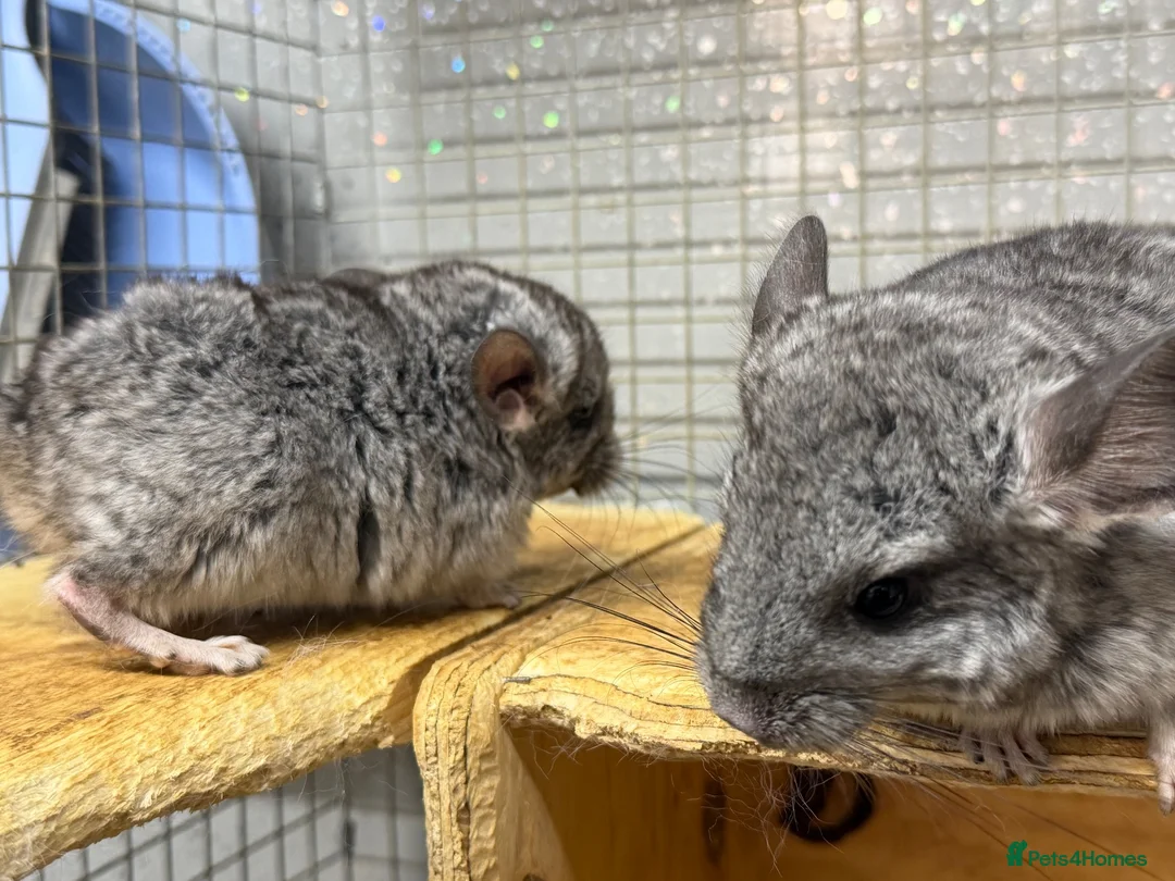 Chinchilla rodents for sale: 3 Male Chinchilla Kits - Advert 6