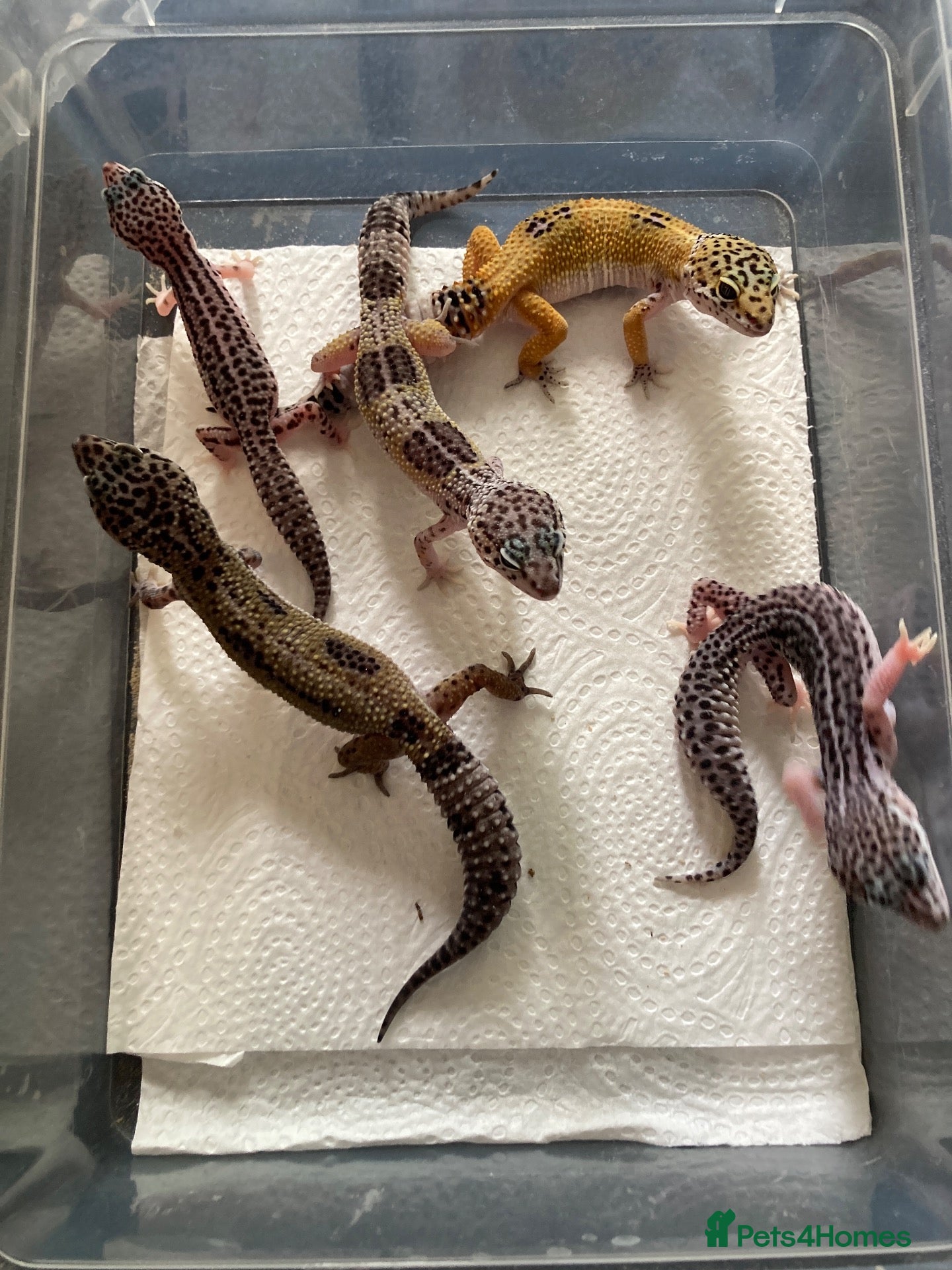 Gecko reptiles Lepard Geckos For sale  - Advert 1