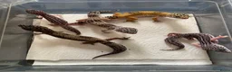 Gecko reptiles for sale: Lepard Geckos For sale  - Advert 1