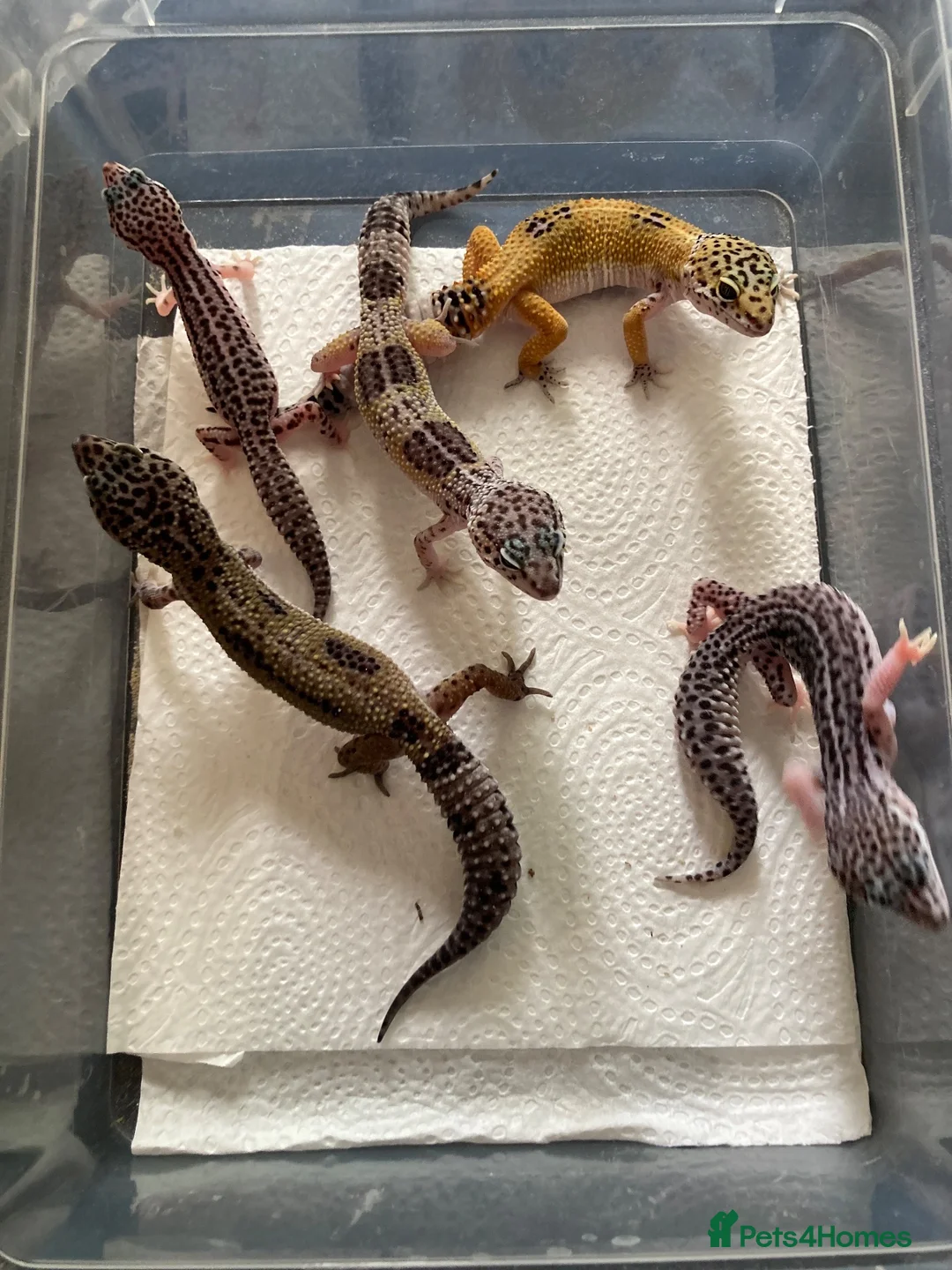 Gecko reptiles for sale: Lepard Geckos For sale  - Advert 1