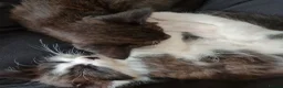 Mixed Breed cats for sale: Two Black And White Female Kittens  - Advert 4