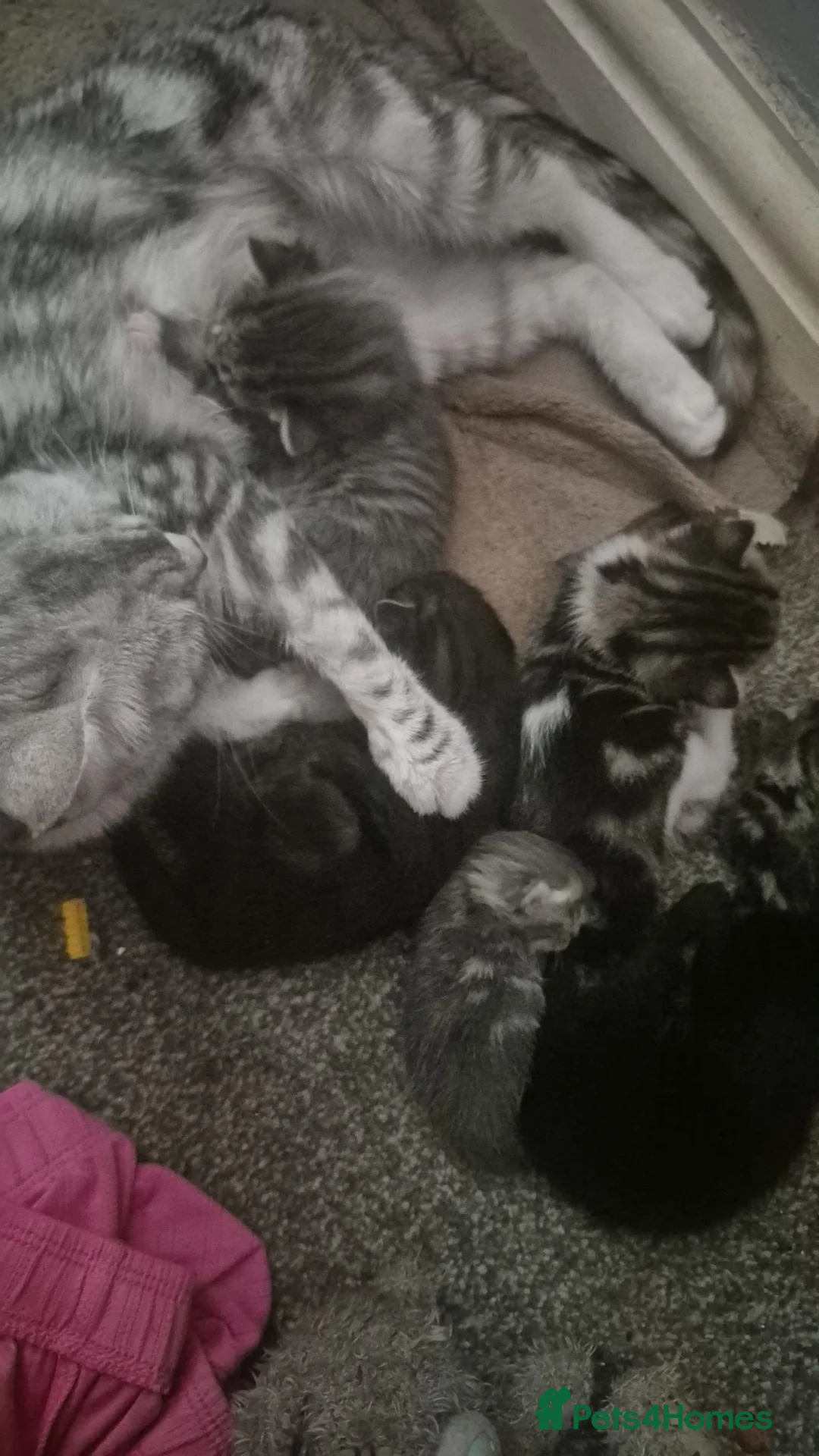 Russian Blue cats for sale: Stunning kittens for sale - Advert 8