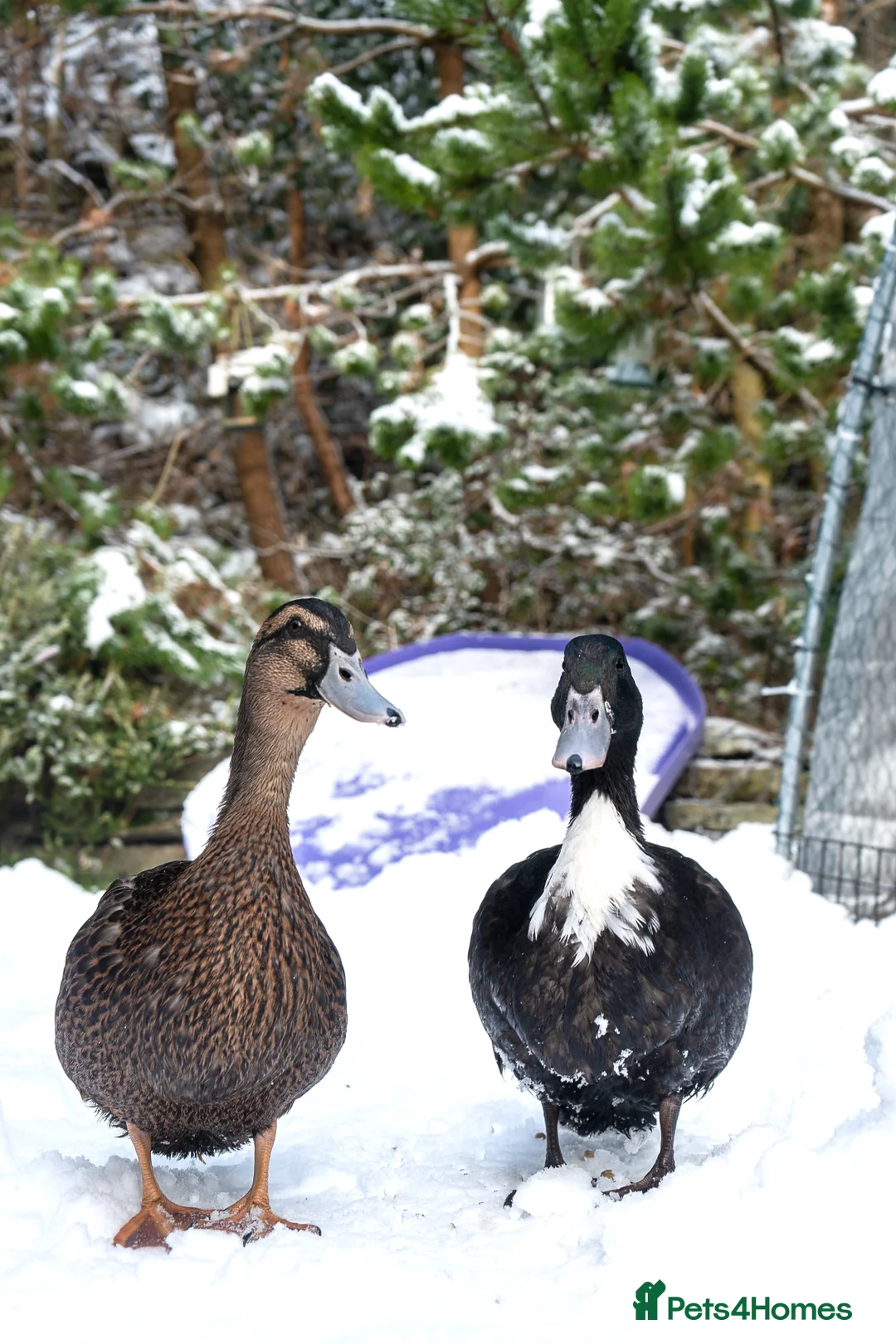 Ducks poultry for sale: Male drake ducks in Blaenau Ffestiniog - Advert 2