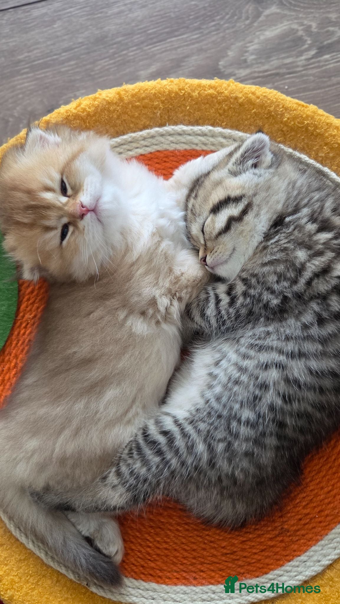 Scottish Fold cats Adorable Scottish Fold and Straight kittens 💙💜  - Advert 2