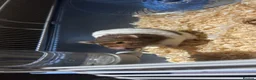 Hamster rodents for sale: Female hamster  in Redditch - Advert 3