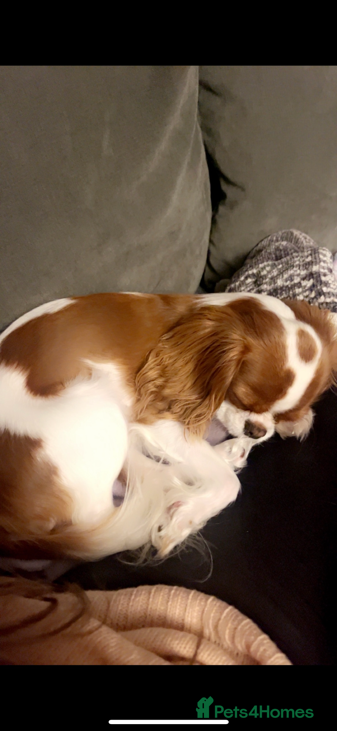 Cavalier King Charles Spaniel dogs for sale: King Charles female  - Advert 5