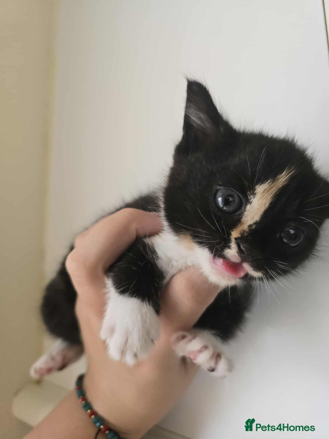 Mixed Breed cats for sale: 3 beautiful kittens ready for there new homes - Image 3