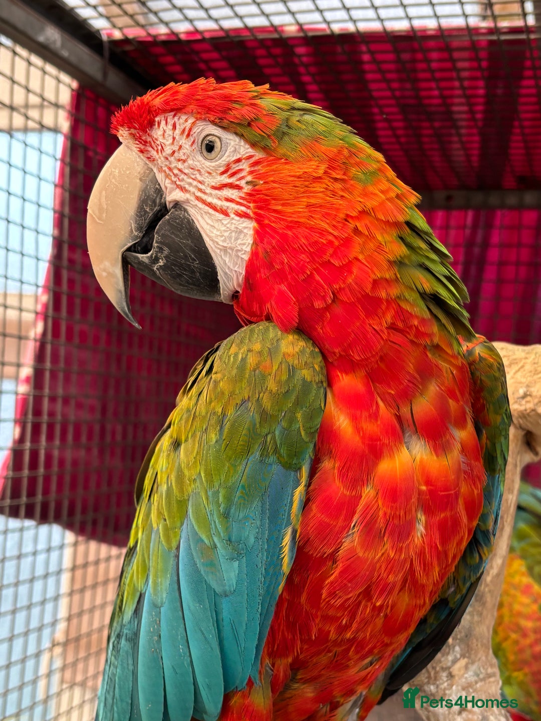 Macaws birds for sale: Tropicana x Jubilee pair of Macaws  - Advert 10