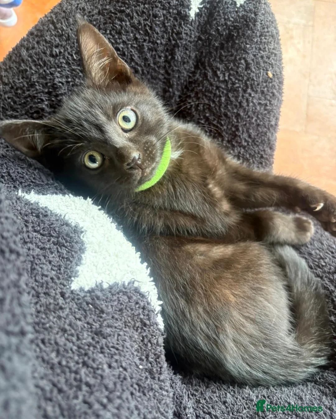 British Shorthair cats for sale: I have 5 kittens 9 months old  - Advert 4