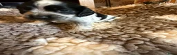Cocker Spaniel dogs for sale: KC  Show cocker spaniel pups - Advert 7