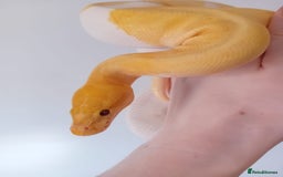 Python Snake reptiles for sale: 1 Powerhouse Ball Python for sale  - Image 4