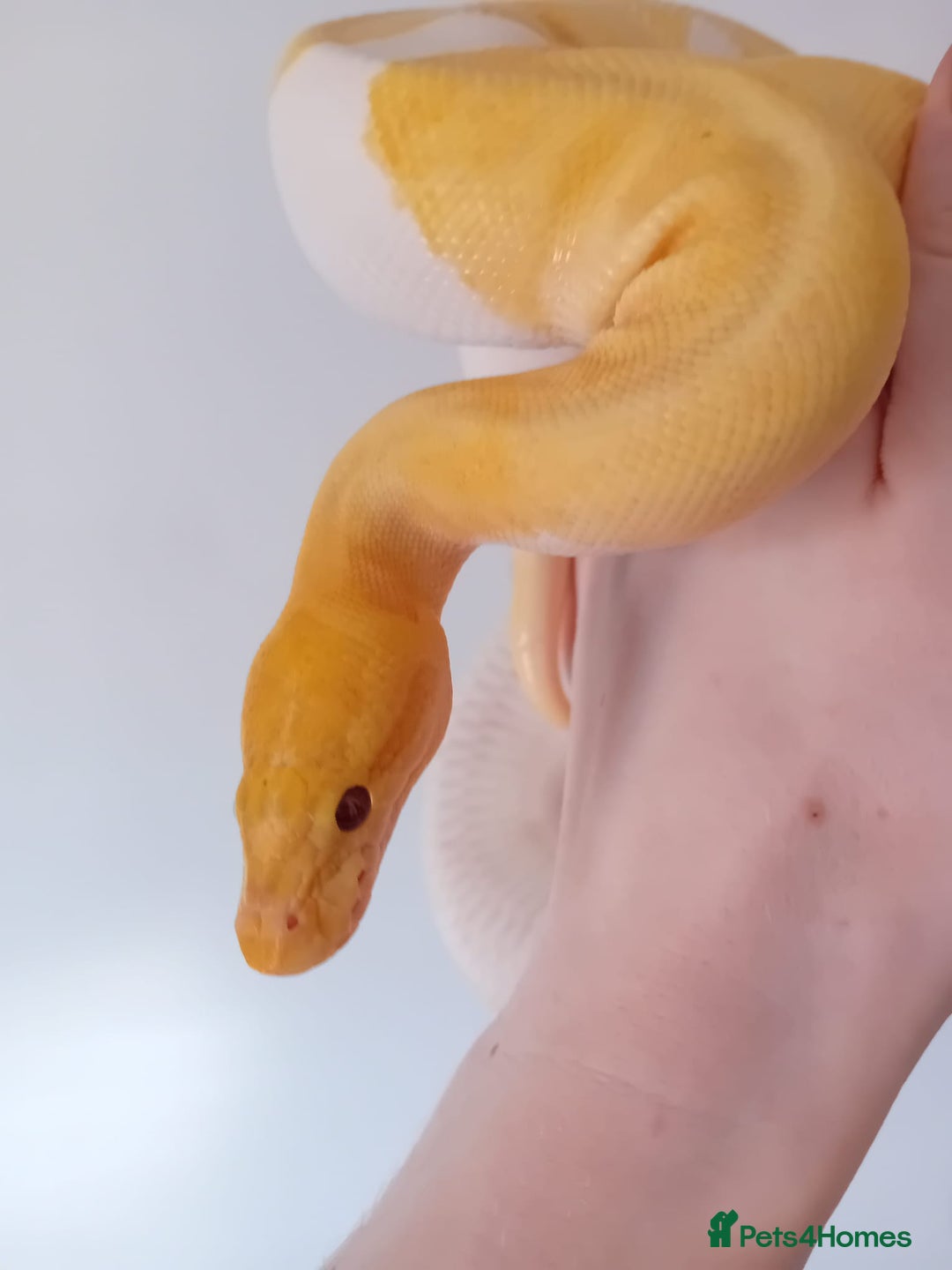 Python Snake reptiles for sale: 1 Powerhouse Ball Python for sale  - Image 4