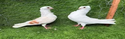 Pigeons birds for sale: Top Quality Strong Breeding Pair – Vaccinated - Advert 21