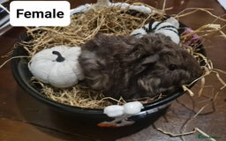 Guinea Pig rodents for sale: Baby Guinea Pigs  - Image 6