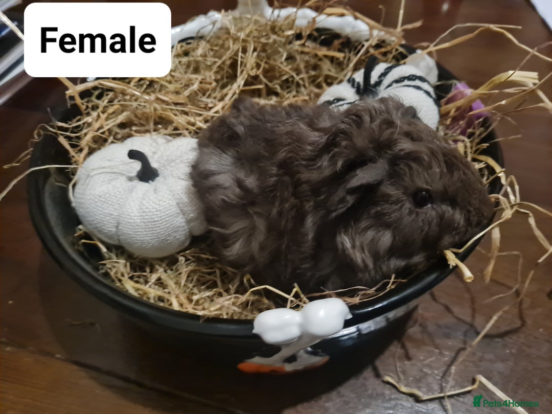 Guinea Pig rodents for sale: Baby Guinea Pigs  - Image 6