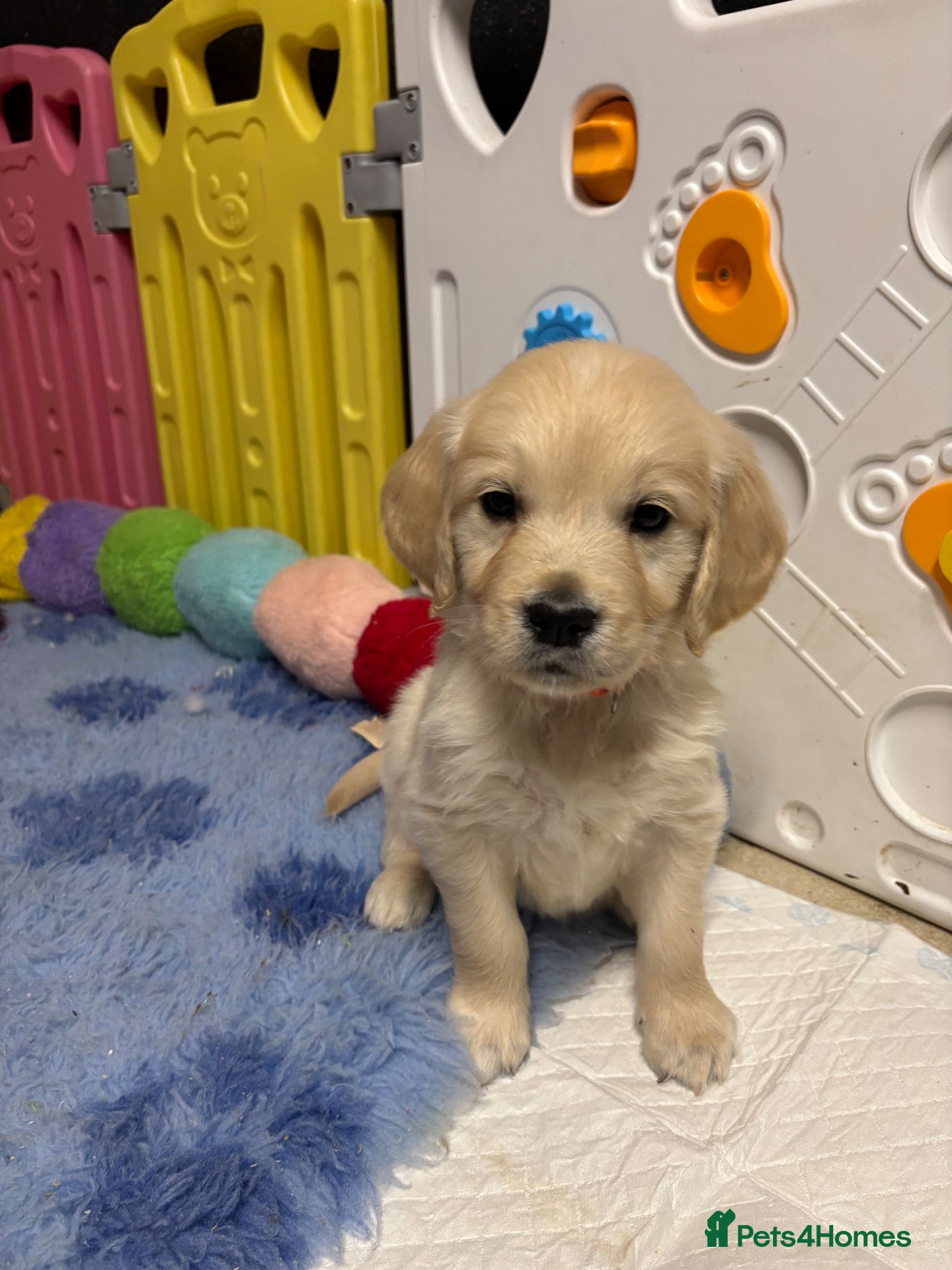 Golden Retriever dogs Beautiful Kc registered Golden Retriever puppies  - Advert 2