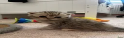 Scottish Fold cats for sale:  Scottish fold x  BSH 8 week old kittens  - Advert 9