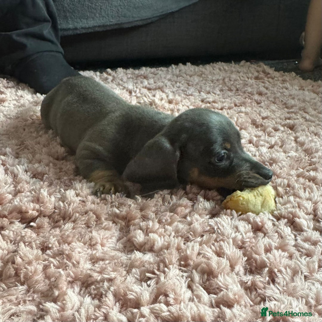 Dachshund dogs for sale: Dachshund puppies ready now  - Image 7