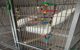 Cockatoo birds for sale: Two cockatoos beautiful birds  - Image 2