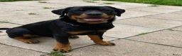 Rottweiler dogs for sale: Kevin  - Advert 3