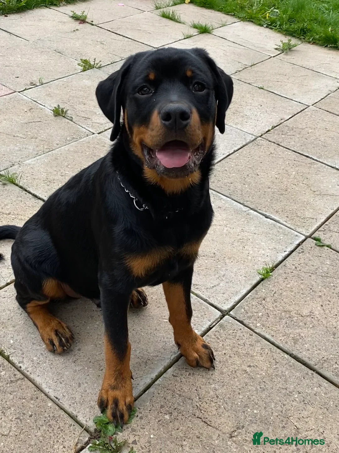 Rottweiler dogs for sale: Kevin  - Advert 3