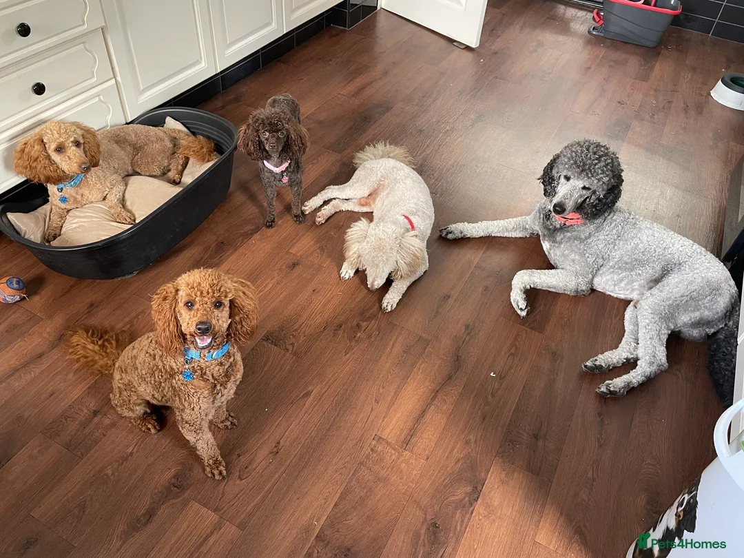 Toy Poodle dogs for stud: Kc Toy poodle  in Wakefield - Advert 2