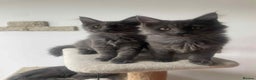 Maine Coon cats for sale: BlueSmoke Male Maine Coon🐾TICA Reg! ACTIVE!!  - Advert 21