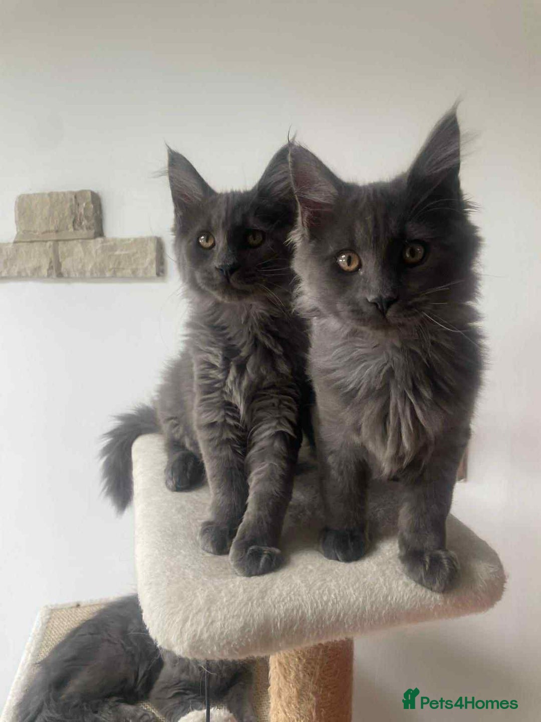Maine Coon cats for sale: BlueSmoke Male Maine Coon🐾TICA Reg! ACTIVE!!  - Advert 21