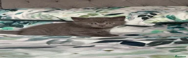 Scottish Fold 2