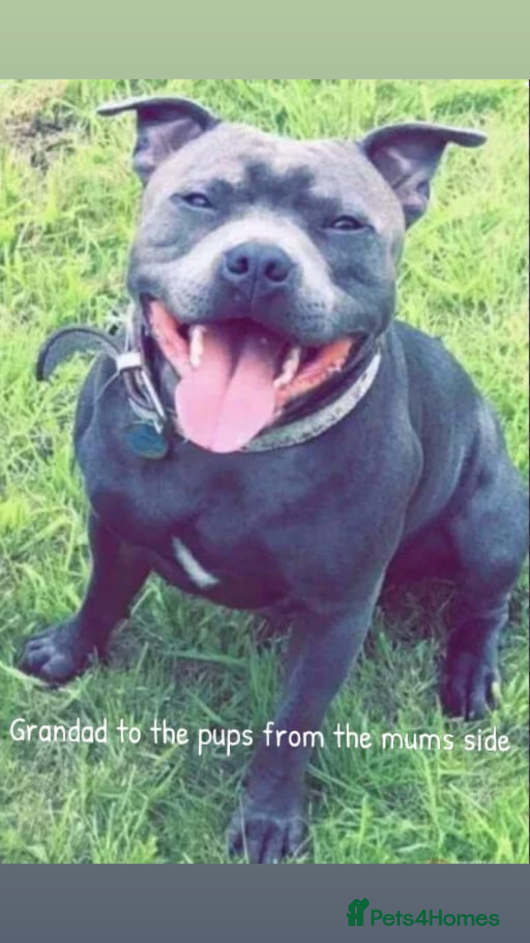 Staffordshire Bull Terrier dogs for sale: KC CHAMPION LINES STAFFORDSHIRE BULL TERRIER PUPS  - Image 4