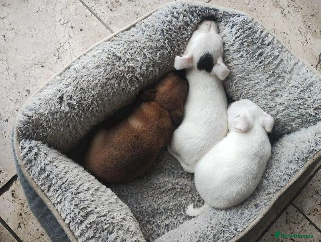 Jack Russell dogs for sale: Adorable Jack Russel Puppies in Farnborough - Advert 9