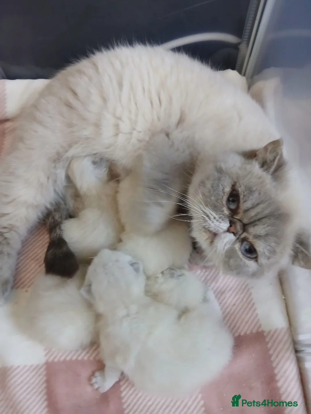 Exotic cats for sale: EXCEPTIONAL PERSIAN EXOTIC KITTENS  - Advert 32