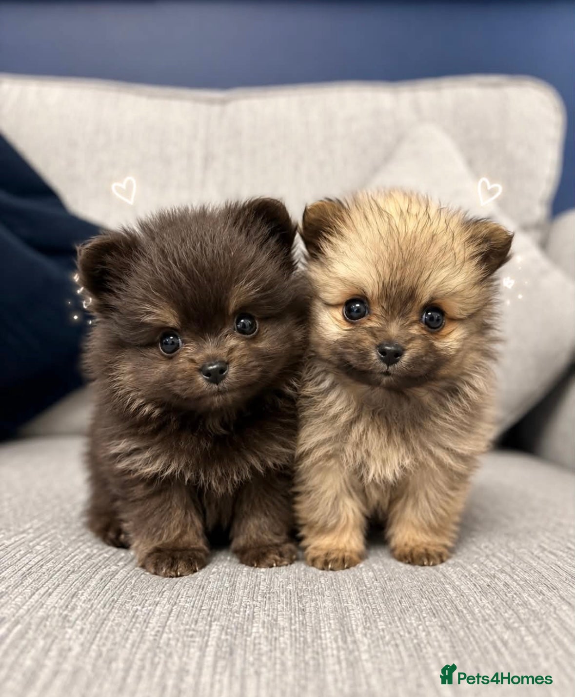 Pomeranian dogs Russian Pomeranians - Advert 1