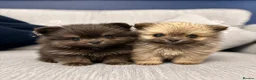 Pomeranian dogs for sale: Russian Pomeranians - Advert 1