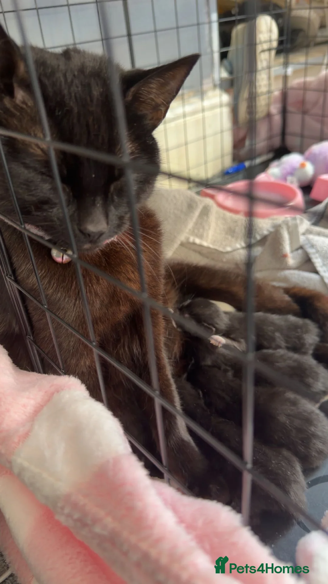 Domestic Shorthair cats for sale: Kittens for sale  - Advert 7