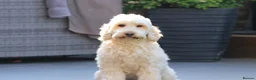 Cockapoo dogs for sale: Flawless cockapoo puppies. - Advert 4