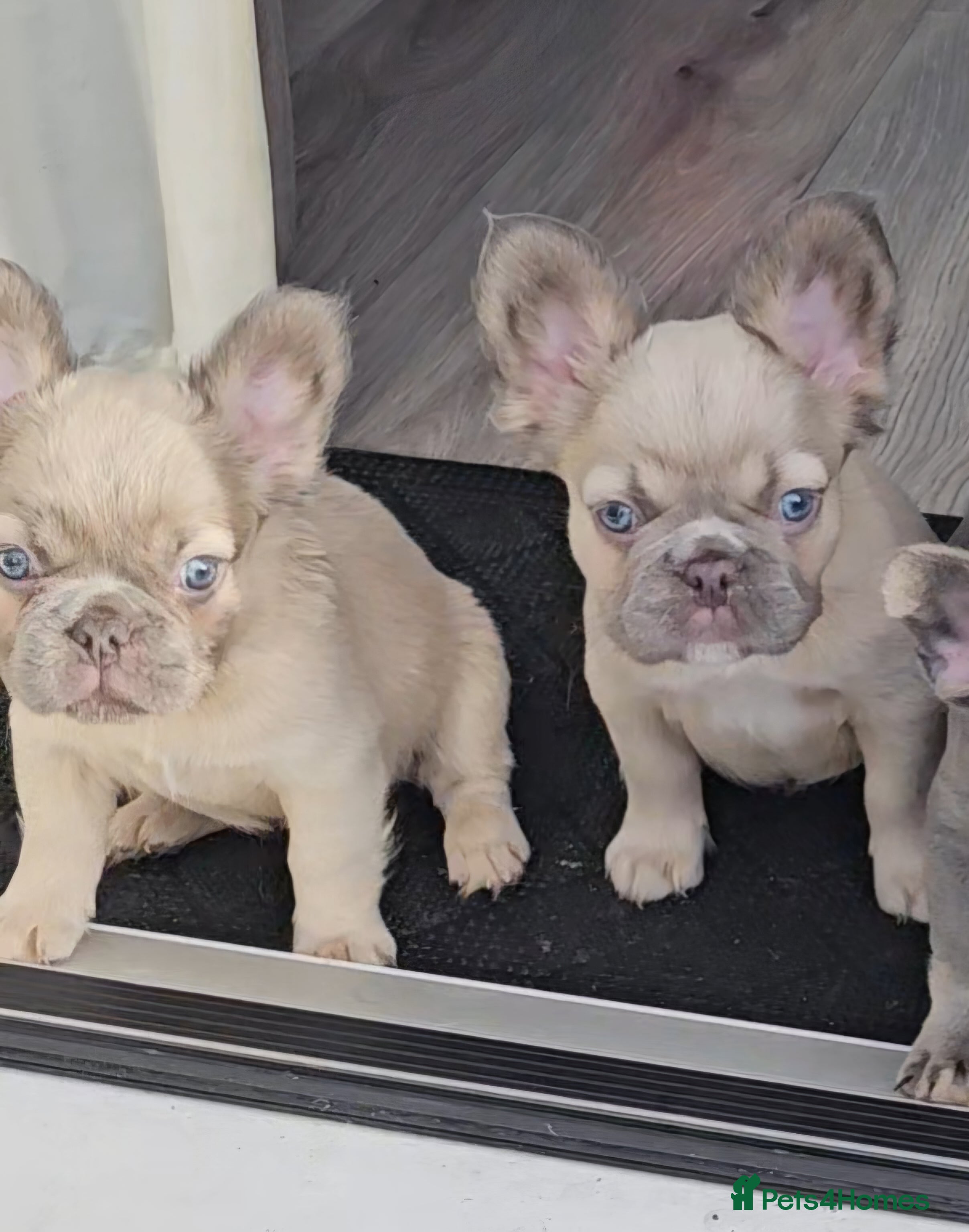 French Bulldog dogs Beautiful French Bulldog Puppy 1xFemale - Fluffy - Advert 11
